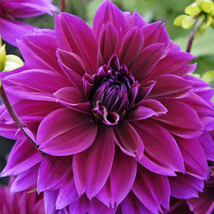 Dahlia 'Thomas Edison' is an eye-catching Dahlia with huge and magnificent, deep purple blossoms. Buy dahlia tubers online www.lilysgardenstore.com