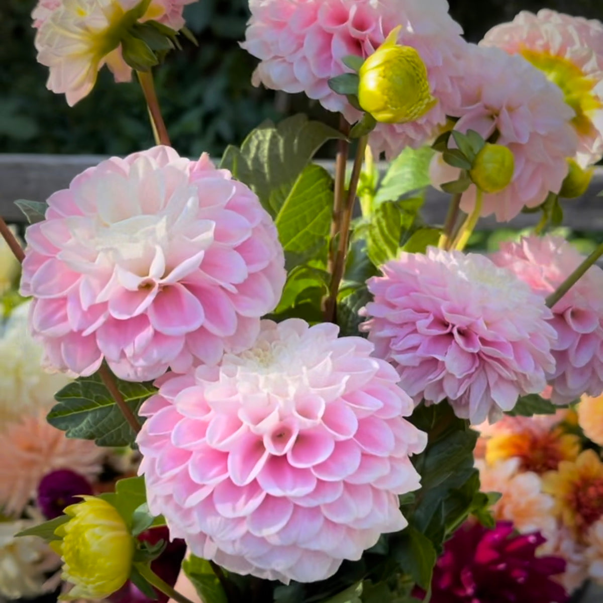 Dahlia ‘Wizard Of Oz’, A Technicolor Dream In The Garden