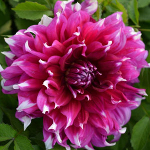 Lush, incredibly full purple petals on this dinnerplate size dahlia "Yarra Falls" are playfully accentuated with white tips, creating an out-of-this-world breathtaking bloom. Buy dahlia tubers online www.lilysgardenstore.com