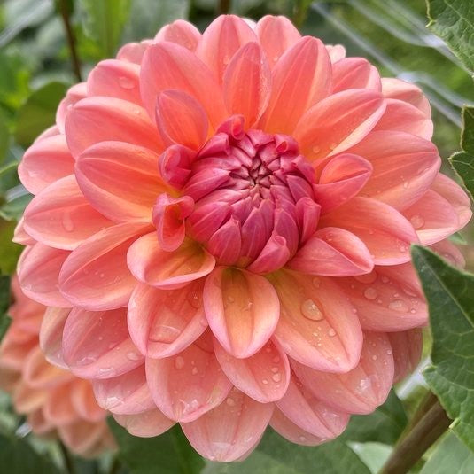 Dahlia Yelno Harmony is a stunning peach waterlily form dahlia. The colour will transition throughout the season, so you will see her learning apricot, peach or coral. But all of her colour expressions are classy, pleasant and easy on the eyes. Buy dahlia tubers online www.lilysgardenstore.com