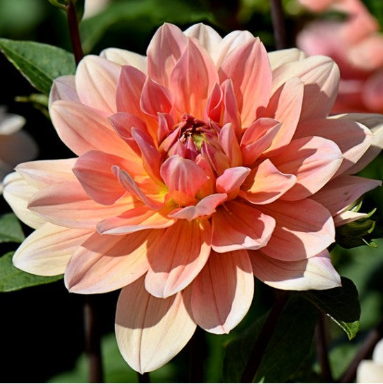 Dahlia Yvonne is a precious waterlily form dahlia that will melt your heart every time you look at it. The colours blend together so gracefully and vary from apricot to mango to coral as the season progresses. It's an outstanding addition to your market bouquets and fall gardens.  Buy dahlia tubers online www.lilysgardenstore.com