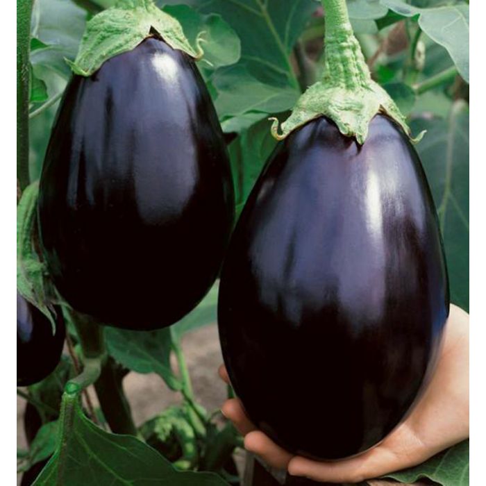 Eggplant Black Beauty Heirloom (25 seeds)