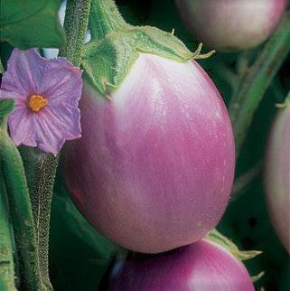Eggplant Rosa Bianca Heirloom (25 seeds)