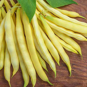 Beans 'Golden Wax' Heirloom - Bush (15 seeds)