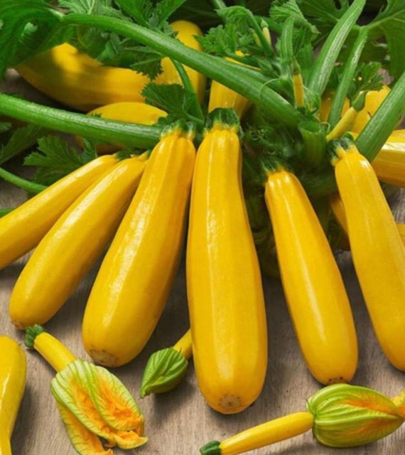 Zucchini Golden Organic Heirloom (10 seeds) – Lily's Garden Store