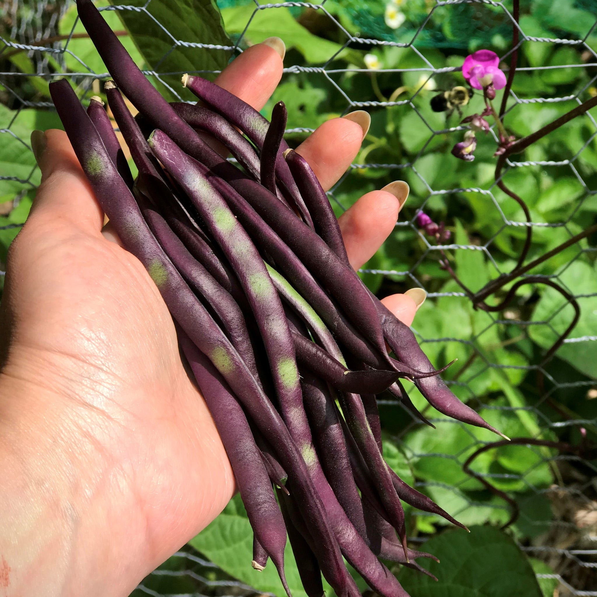 Beans 'Purple Peacock' Heirloom - Pole (15 seeds)