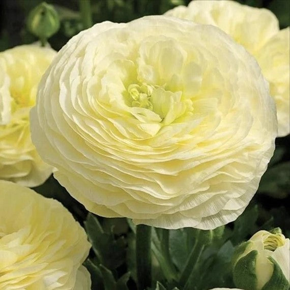 Moderna Ranunculus White Ranunculus 'Creamy White' - 5 corms – Lily's Garden Store