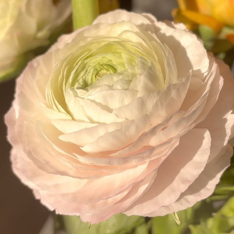 Ranunculus 'Pastel' - 5 corms