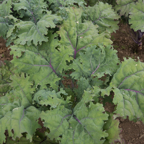 Kale 'Red Russian' Heirloom (200 seeds)