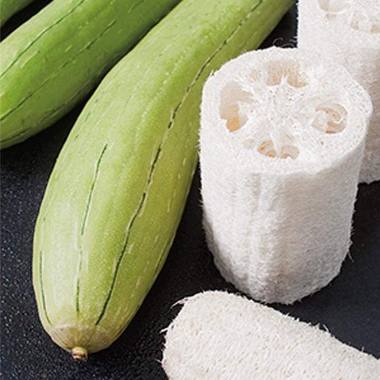 Luffa or Sponge Gourd - (15 seeds) – Lily's Garden Store