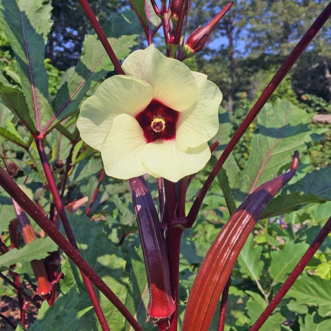 planting red okra seeds Okra 'Red Burgundy' Heirloom (25 seeds) – Lily's Garden Store