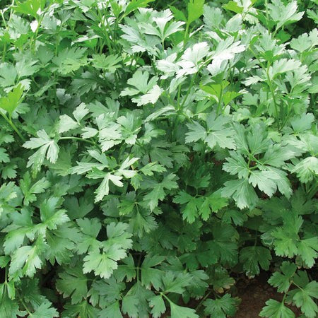 Parsley 'Laica' Organic Heirloom (100 seeds)