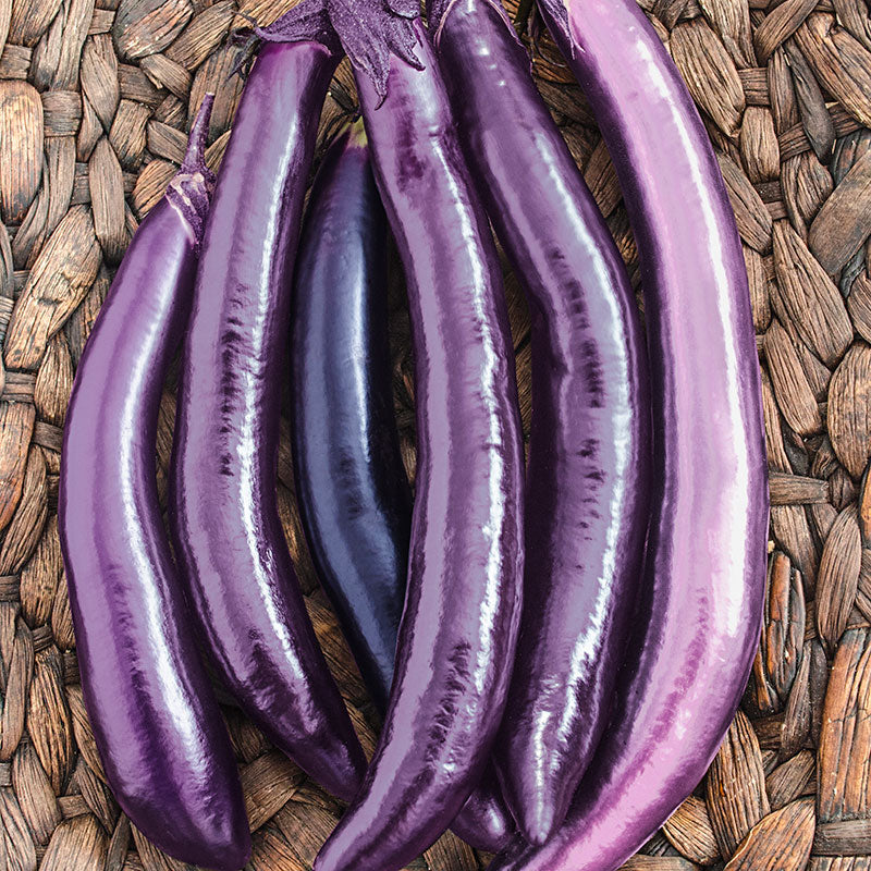 ★87MM★ Mmlg SUMMER TIME HFT EGGPLANT Eggplant Ping Tung Long (20 seeds) – Lily's Garden Store