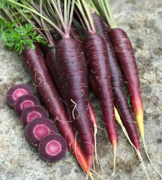 Carrot 'Purple Sun' Hybrid (100 seeds)