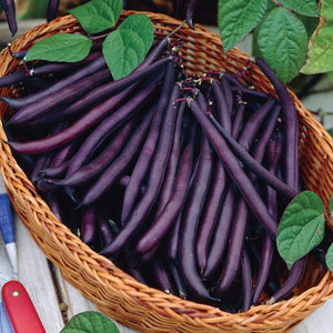 Beans 'Royal Burgundy' Heirloom - Bush (15 seeds)