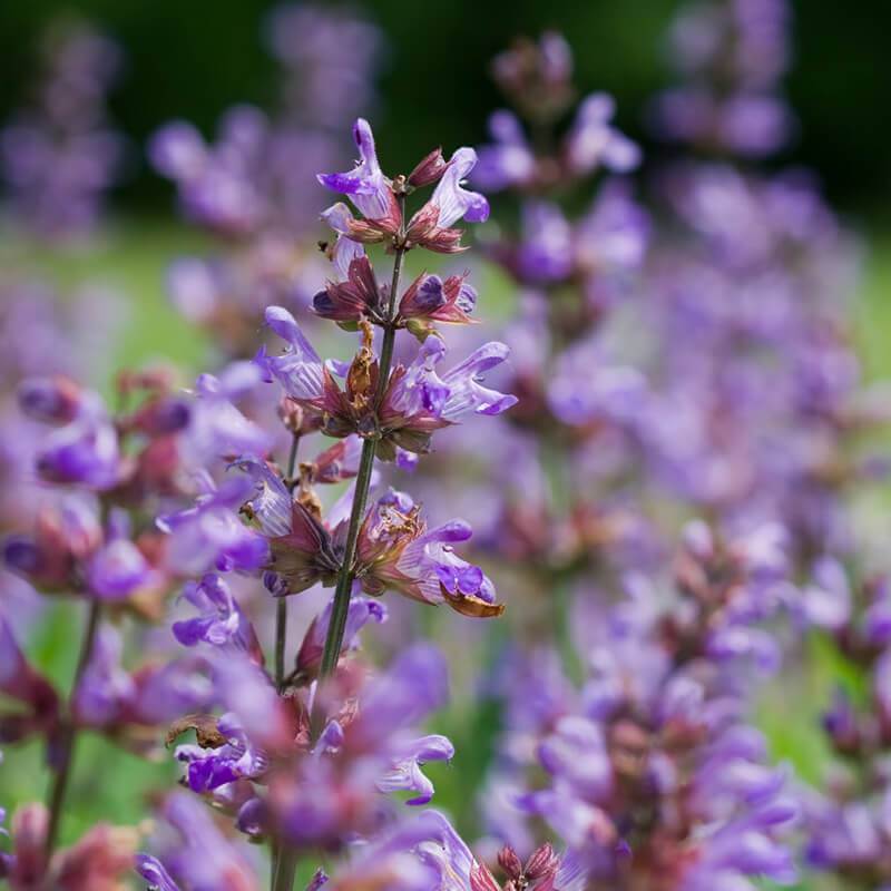 Sage, Culinary perennial