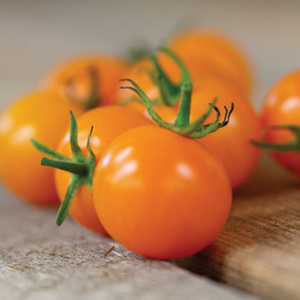 Tomato 'Ambrosia Orange' Cherry Heirloom (25 seeds)