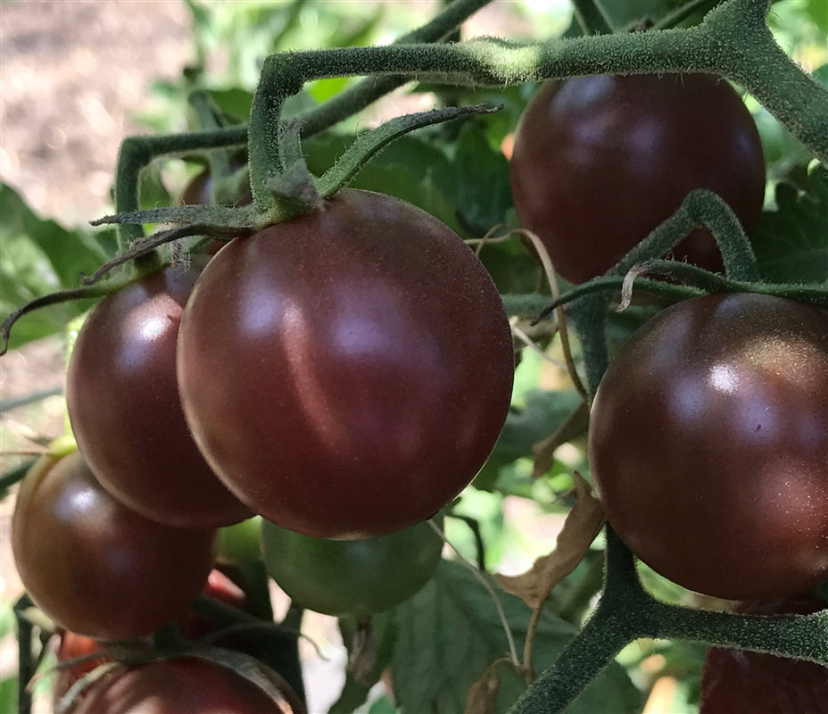 Tomato 'Black Cherry' Heirloom (25 seeds)