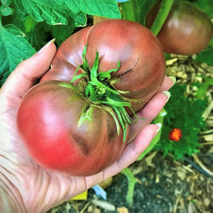 Tomato 'Carbon' Heirloom (25 seeds)