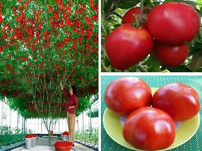 Tomato 'Giant Italian Tree' Heirloom (20 seeds)