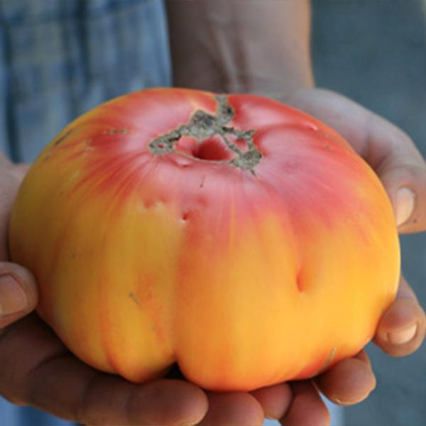 Tomato 'Old German' Heirloom (25 seeds) – Lily's Garden Store