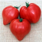 Tomato 'Oxheart' Heirloom (25 seeds) – Lily's Garden Store