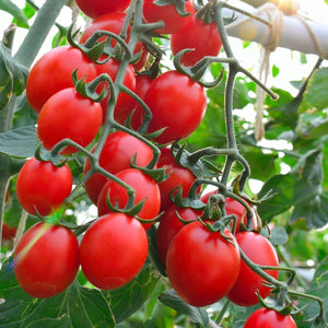 Tomato 'Principe Borghese' Heirloom (20 seeds)