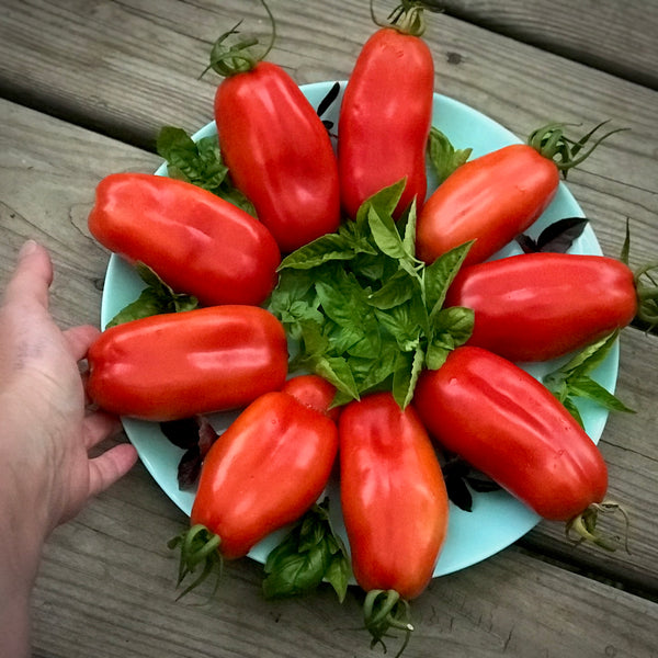 Tomato 'San Marzano' Heirloom Organic (Seeds 25 seeds)
