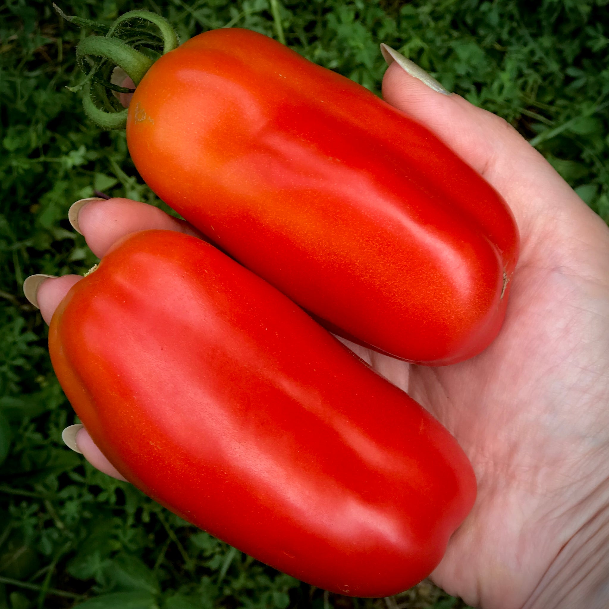 How to Grow and Care for a San Marzano Tomato Plant