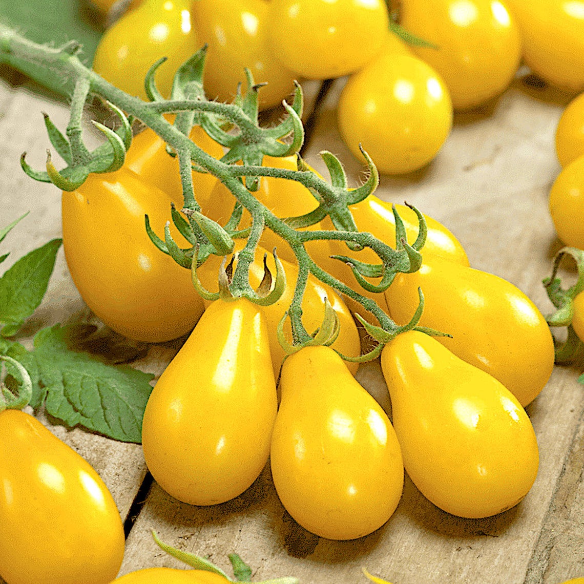 Tomato 'Yellow Pear' Organic Heirloom (25 seeds)