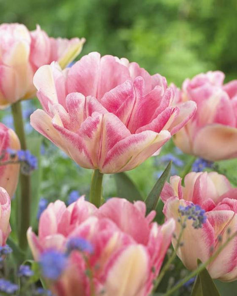 Tulip ‘Foxtrot’ (Early Spring) - 10 bulbs