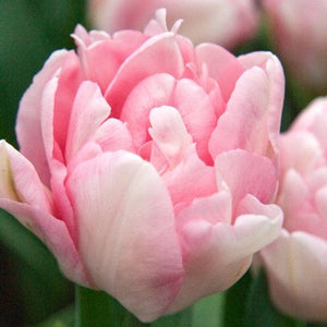 Tulip ‘Foxtrot’ (Early Spring) - 10 bulbs