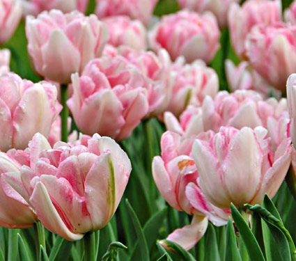 Tulip ‘Foxtrot’ (Early Spring) - 10 bulbs