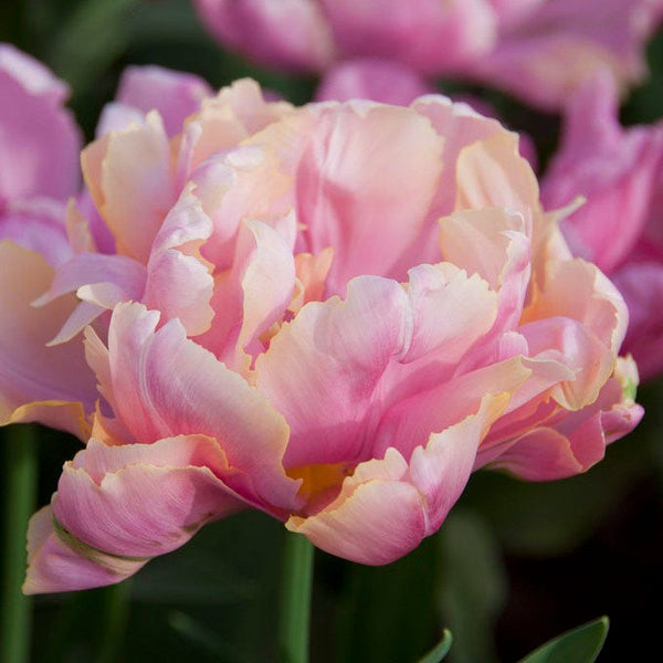 Tulip ‘Pink Star’ (Late Spring) - 10 bulbs
