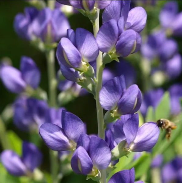 Ontario Native / Pollinator Seeds - Custom Mix for David Suzuki Foundation
