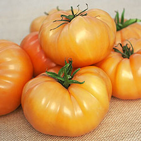 Tomato 'Yellow Brandywine' Heirloom (25 seeds)