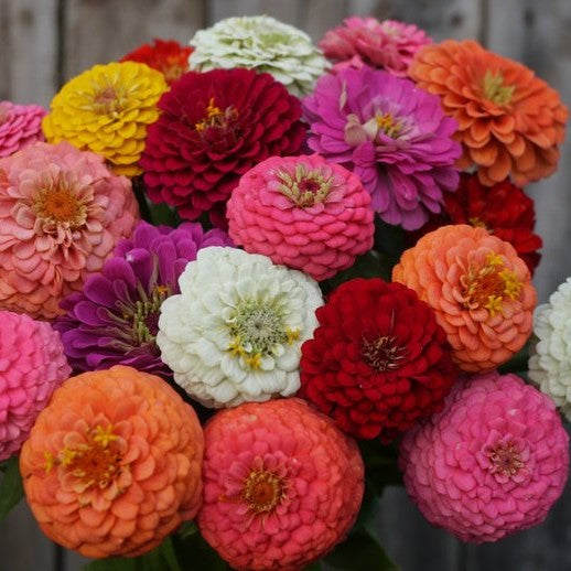 Zinnia Oklahoma Mixed Colours (25 seeds) – Lily's Garden Store