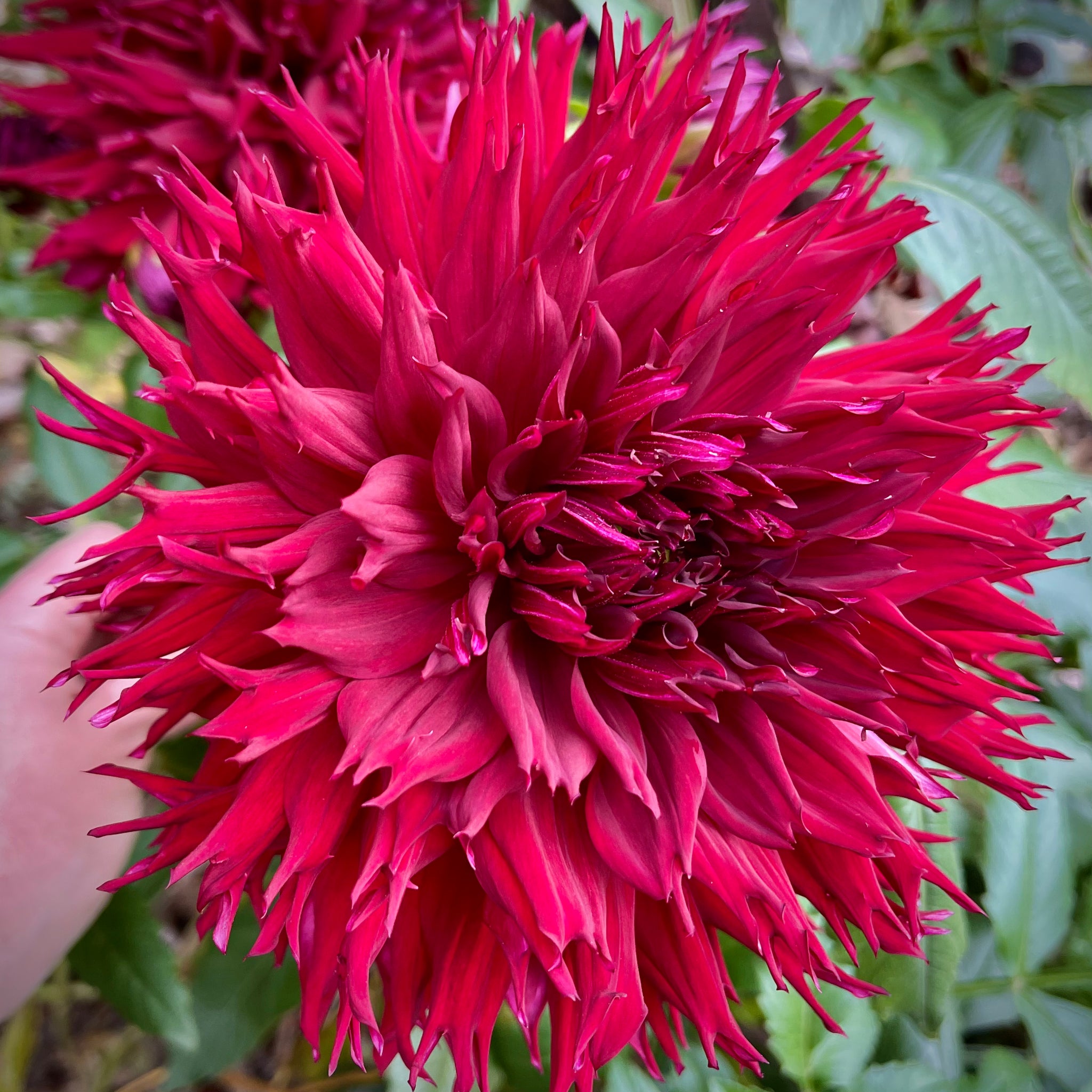 Massive deep red flowers measure up to 10" across. Grow in groups for guaranteed garden impact. Spectacular at the back of a border or in oversized floral arrangements. Deep velvety red with strong growth habit. A must for lovers of laciniated dinnerplate Dahlias. Buy dahlia tubers online www.lilysgardenstore.com