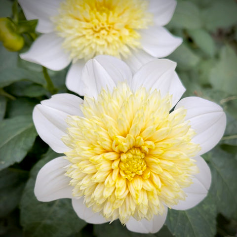 Unique and gorgeous 4" anemone blooms have a white single row of petals that surround an inner set of soft ivory yellow plush florets. Stong, sturdy plant grows to 4' and covers itself in flowers during the growing season. Buy dahlia tubers online www.lilysgardenstore.com
