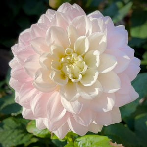 Silver Years dahlia is a soft blush color with a silver cast that blends with so many colour schemes, it can almost be considered a neutral. An excellent cut flower and a lovely addition to your garden. Buy dahlia tubers online www.lilysgardenstore.com