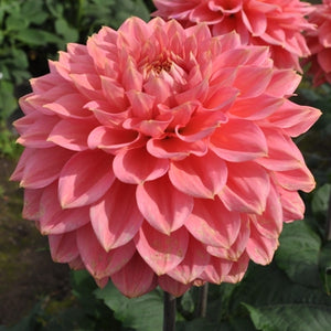 Dahlia 'Askwith Minnie' will be surely be the one you’ll be glad you grew. A warm glowing pink bloom with subtle gold lining has a perfect form and is an absolute pleasure to use in floral design work. An award-winning exhibition level variety, originated in UK. A must grow.  Buy dahlia tubers online www.lilysgardenstore.com