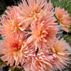 Dahlia 'Preference' is a magnificent and eye-catching dahlia with soft apricot flowers, blending to pale yellow at the base of their elongated petals.  Buy dahlia tubers online www.lilysgardenstore.com