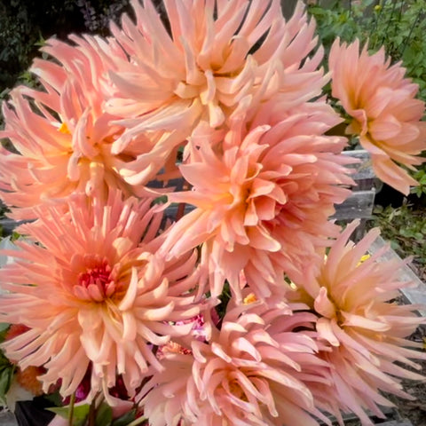 Dahlia 'Preference' is a magnificent and eye-catching dahlia with soft apricot flowers, blending to pale yellow at the base of their elongated petals.  Buy dahlia tubers online www.lilysgardenstore.com