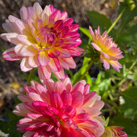 Dahlia 'Creme Silence'. We love this quirky new introduction! Flowers are a bright white with butter yellow at their center and totally random splashes of bright raspberry red thrown in here and there. No two blooms will be alike! One of the most amazing cut flowers, providing incredible whimsical colour in late summer and early fall. Buy dahlia tubers online www.lilysgardenstore.com