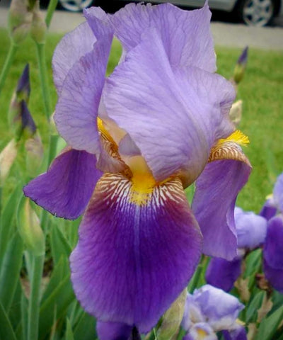 Iris Rhyzome “Lent A. Williamson”